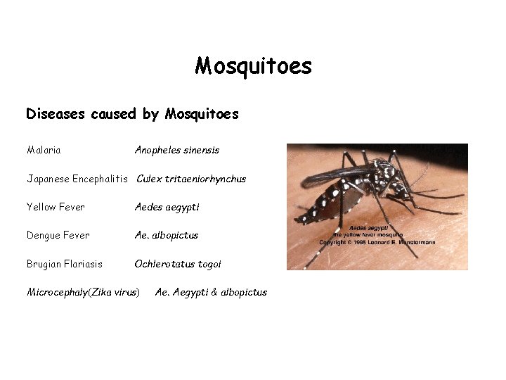 Mosquitoes Diseases caused by Mosquitoes Malaria Anopheles sinensis Japanese Encephalitis Culex tritaeniorhynchus Yellow Fever