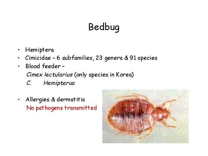 Bedbug • Hemiptera • Cimicidae – 6 subfamilies, 23 genera & 91 species •