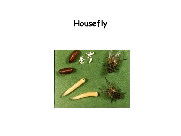 Housefly 