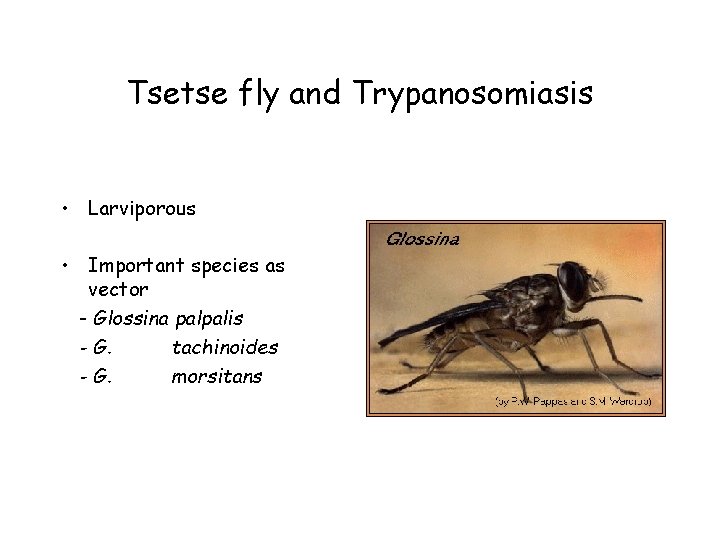 Tsetse fly and Trypanosomiasis • Larviporous • Important species as vector - Glossina palpalis