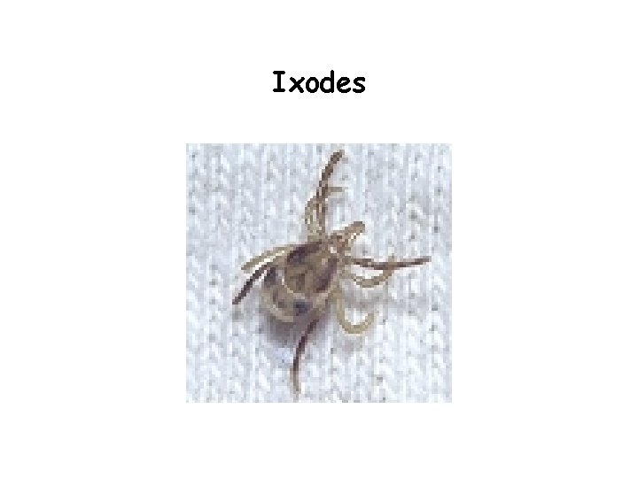 Ixodes 