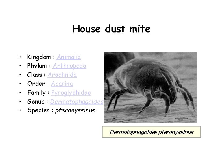 House dust mite • • Kingdom : Animalia Phylum : Arthropoda Class : Arachnida