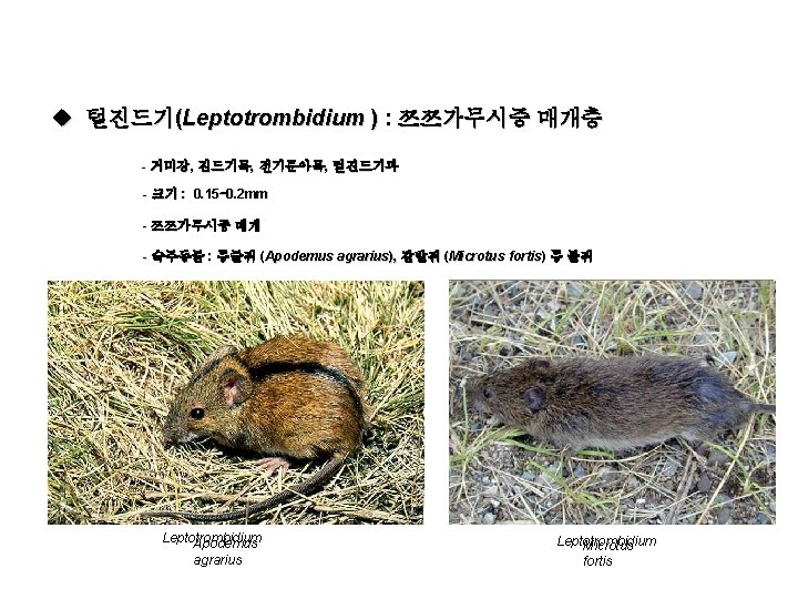 u 털진드기(Leptotrombidium ) : 쯔쯔가무시증 매개충 - 거미강, 진드기목, 전기문아목, 털진드기과 - 크기 :