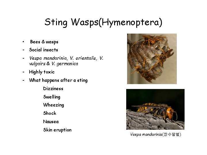 Sting Wasps(Hymenoptera) • Bees & wasps - Social insects - Vespa mandarinia, V. orientalis,