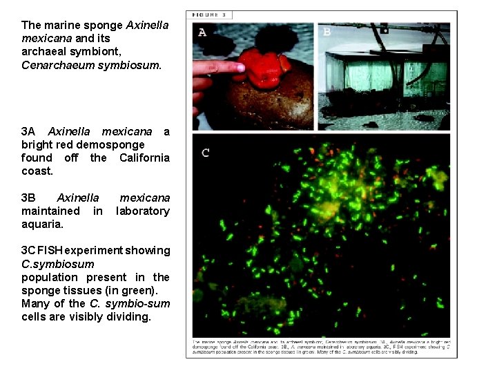 The marine sponge Axinella mexicana and its archaeal symbiont, Cenarchaeum symbiosum. 3 A Axinella
