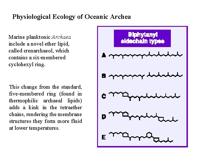 Physiological Ecology of Oceanic Archea Marine planktonic Archaea include a novel ether lipid, called