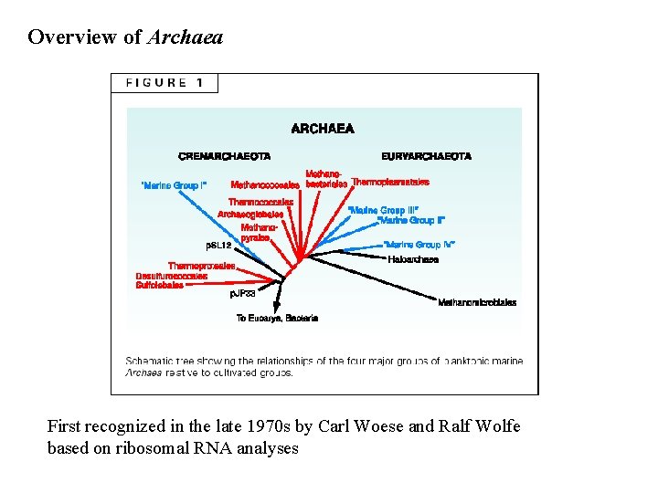 Overview of Archaea First recognized in the late 1970 s by Carl Woese and