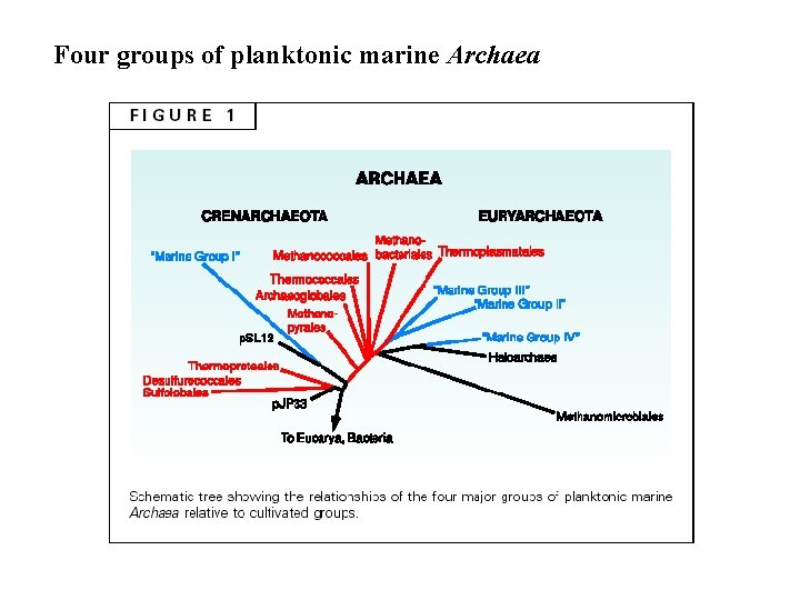 Four groups of planktonic marine Archaea 