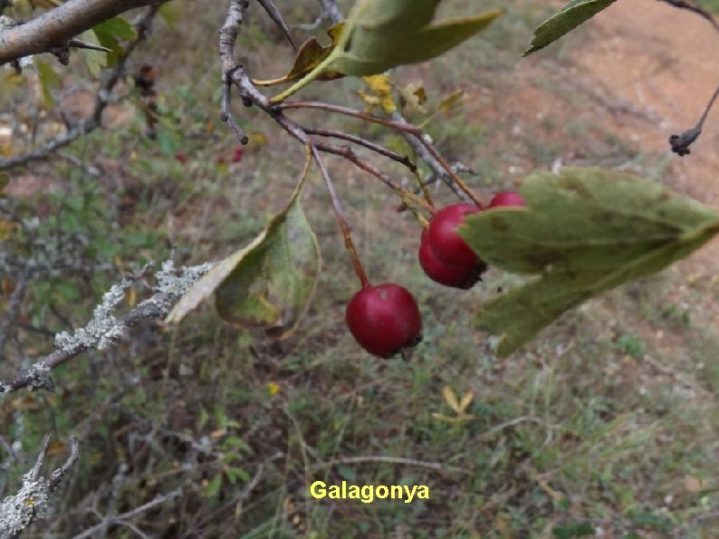 Galagonya 