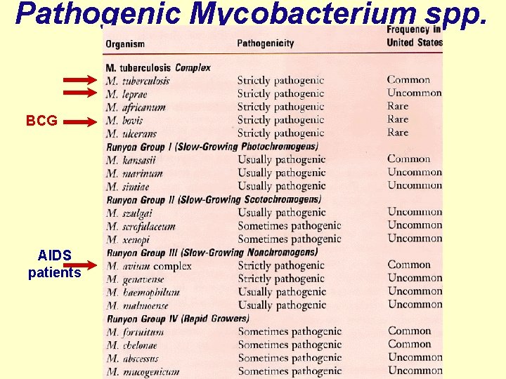 Pathogenic Mycobacterium spp. BCG AIDS patients 