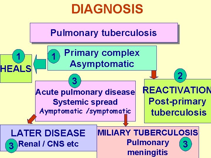 DIAGNOSIS Pulmonary tuberculosis 1 HEALS 1 Primary complex Asymptomatic 2 3 Acute pulmonary disease