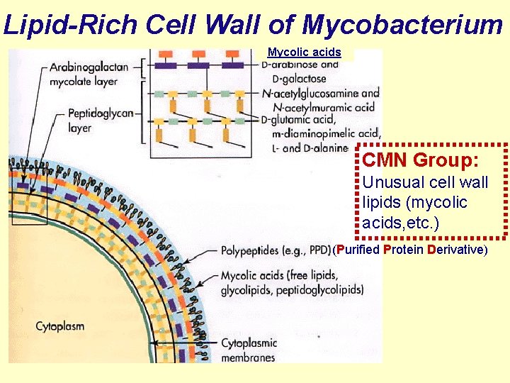 Lipid-Rich Cell Wall of Mycobacterium Mycolic acids CMN Group: Unusual cell wall lipids (mycolic