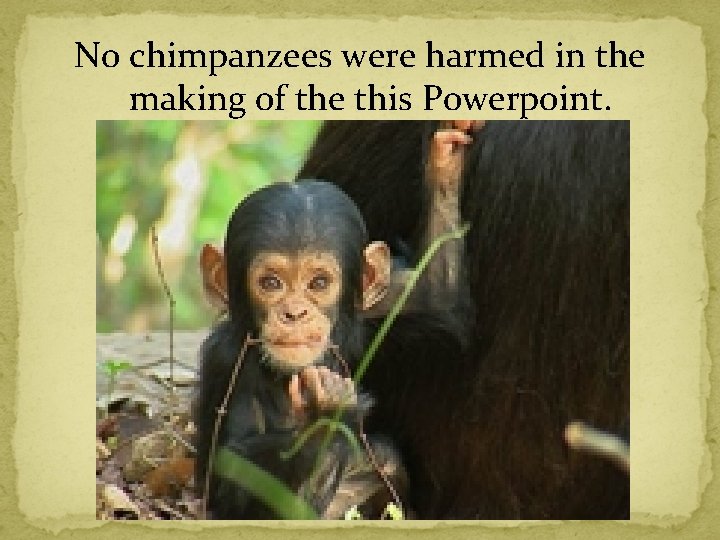 No chimpanzees were harmed in the making of the this Powerpoint. 