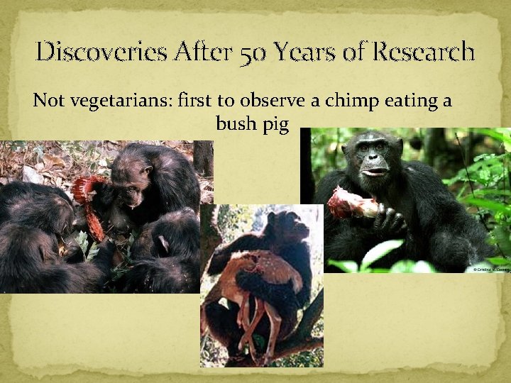 Discoveries After 50 Years of Research Not vegetarians: first to observe a chimp eating