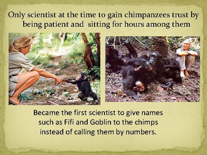 Only scientist at the time to gain chimpanzees trust by being patient and sitting