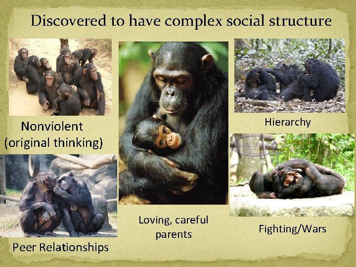 Discovered to have complex social structure Hierarchy Nonviolent (original thinking) Peer Relationships Loving, careful