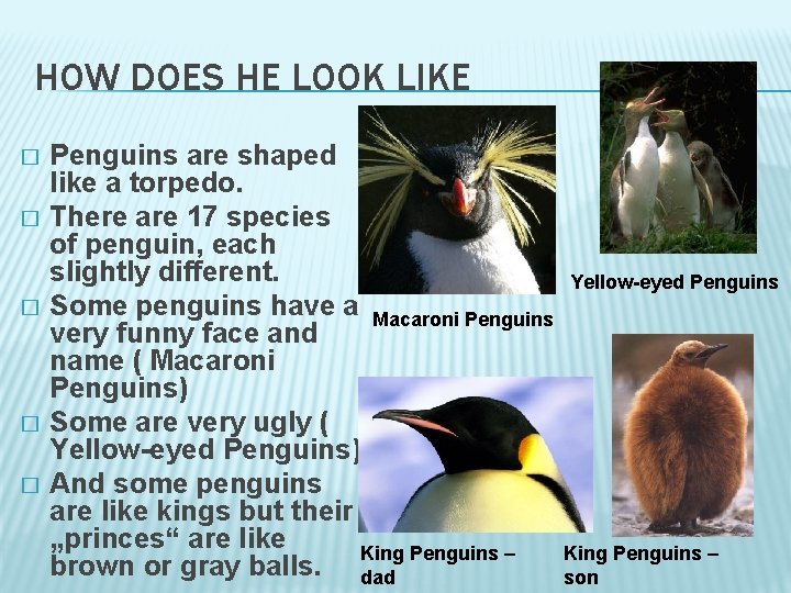 HOW DOES HE LOOK LIKE � � � Penguins are shaped like a torpedo.