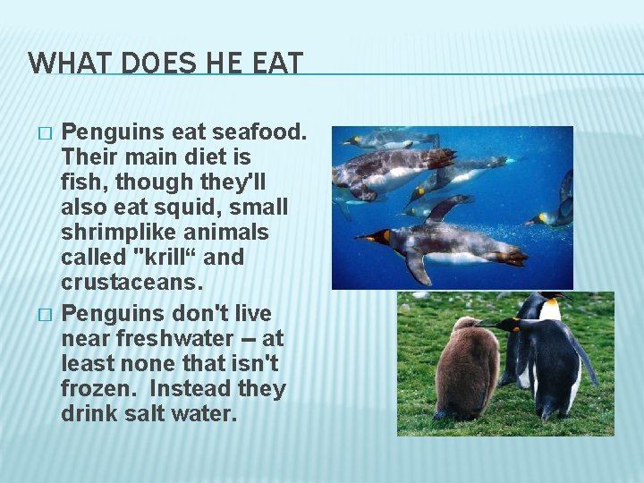 WHAT DOES HE EAT � � Penguins eat seafood. Their main diet is fish,