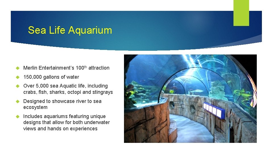 Sea Life Aquarium Merlin Entertainment’s 100 th attraction 150, 000 gallons of water Over