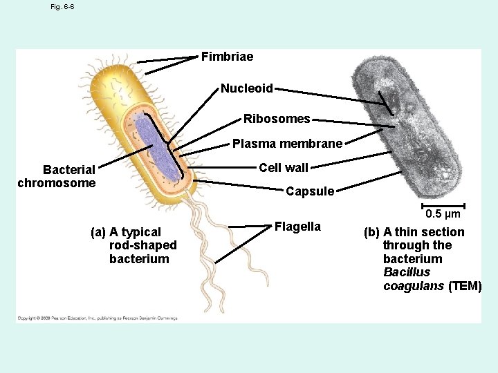 Fig. 6 -6 Fimbriae Nucleoid Ribosomes Plasma membrane Bacterial chromosome (a) A typical rod-shaped