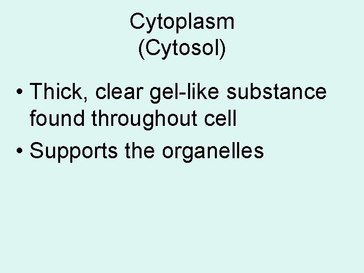 Cytoplasm (Cytosol) • Thick, clear gel-like substance found throughout cell • Supports the organelles