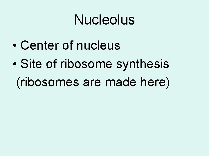 Nucleolus • Center of nucleus • Site of ribosome synthesis (ribosomes are made here)
