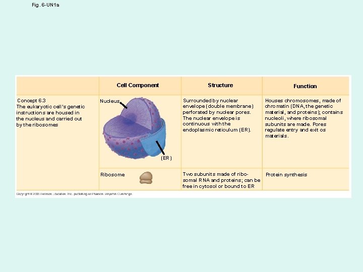 Fig. 6 -UN 1 a Structure Cell Component Concept 6. 3 The eukaryotic cell’s