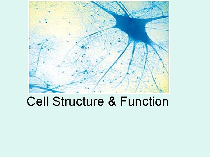 Cell Structure & Function 