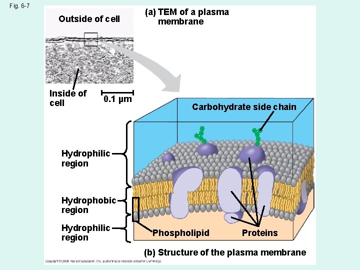 Fig. 6 -7 Outside of cell Inside of cell 0. 1 µm (a) TEM