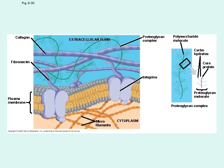 Fig. 6 -30 Collagen Proteoglycan complex EXTRACELLULAR FLUID Polysaccharide molecule Carbohydrates Fibronectin Core protein