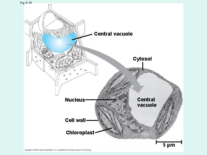 Fig. 6 -15 Central vacuole Cytosol Nucleus Central vacuole Cell wall Chloroplast 5 µm