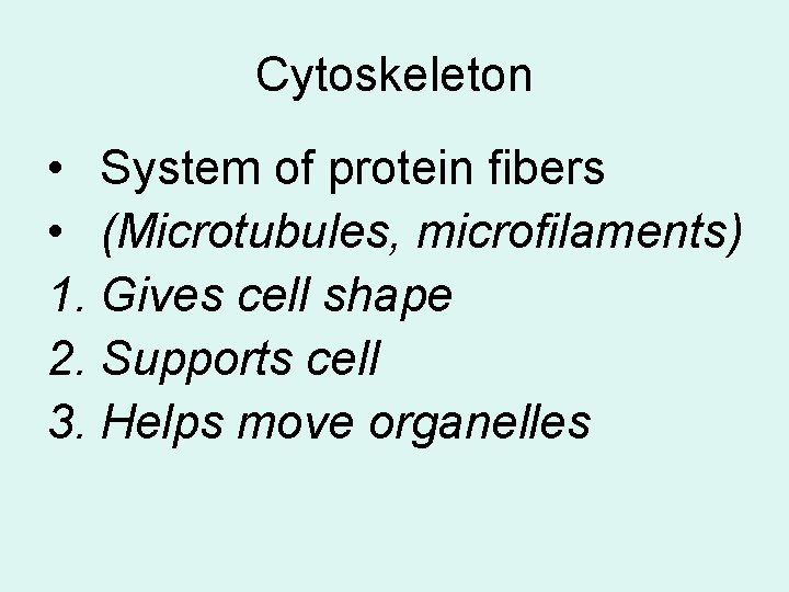 Cytoskeleton • System of protein fibers • (Microtubules, microfilaments) 1. Gives cell shape 2.