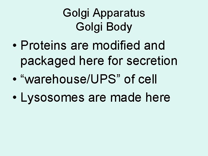 Golgi Apparatus Golgi Body • Proteins are modified and packaged here for secretion •