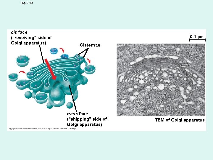 Fig. 6 -13 cis face (“receiving” side of Golgi apparatus) 0. 1 µm Cisternae