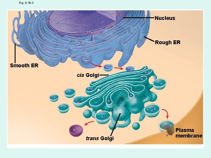 Fig. 6 -16 -3 Nucleus Rough ER Smooth ER cis Golgi trans Golgi Plasma