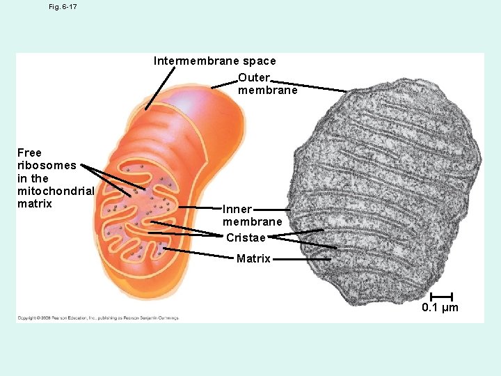 Fig. 6 -17 Intermembrane space Outer membrane Free ribosomes in the mitochondrial matrix Inner