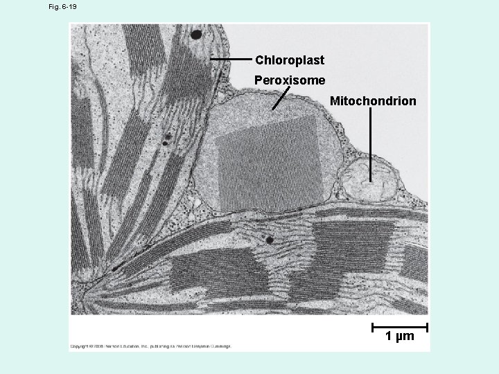 Fig. 6 -19 Chloroplast Peroxisome Mitochondrion 1 µm 