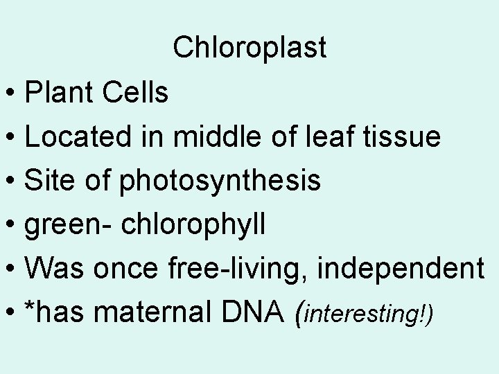 Chloroplast • Plant Cells • Located in middle of leaf tissue • Site of