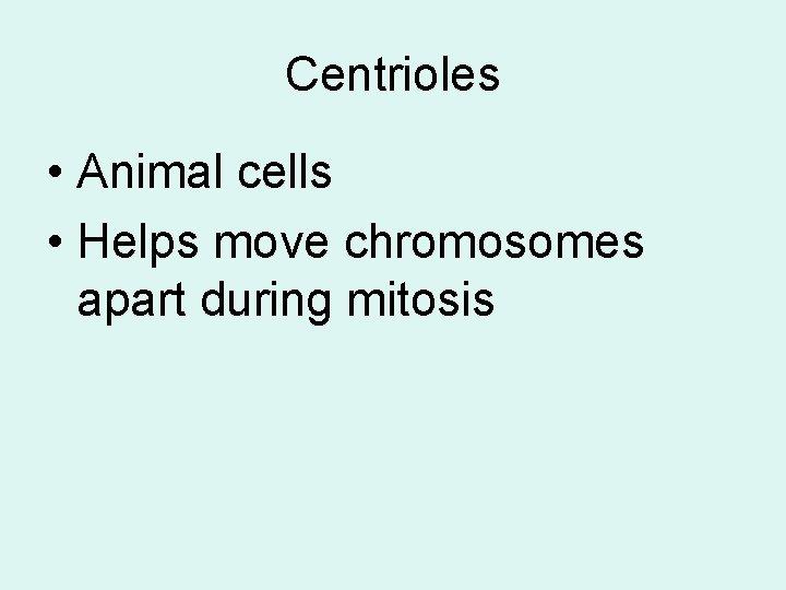 Centrioles • Animal cells • Helps move chromosomes apart during mitosis 
