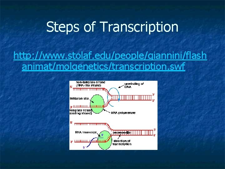 Steps of Transcription http: //www. stolaf. edu/people/giannini/flash animat/molgenetics/transcription. swf 