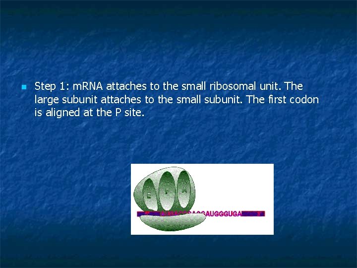 n Step 1: m. RNA attaches to the small ribosomal unit. The large subunit