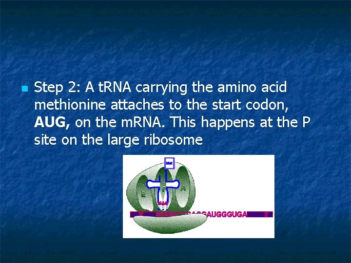 n Step 2: A t. RNA carrying the amino acid methionine attaches to the