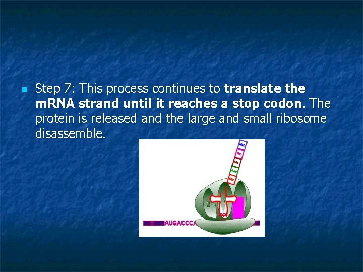 n Step 7: This process continues to translate the m. RNA strand until it