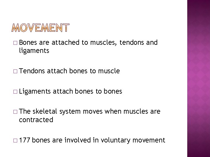 � Bones are attached to muscles, tendons and ligaments � Tendons attach bones to