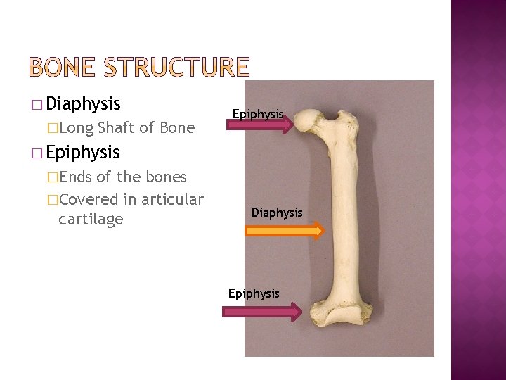 � Diaphysis �Long Shaft of Bone Epiphysis �Ends of the bones �Covered in articular
