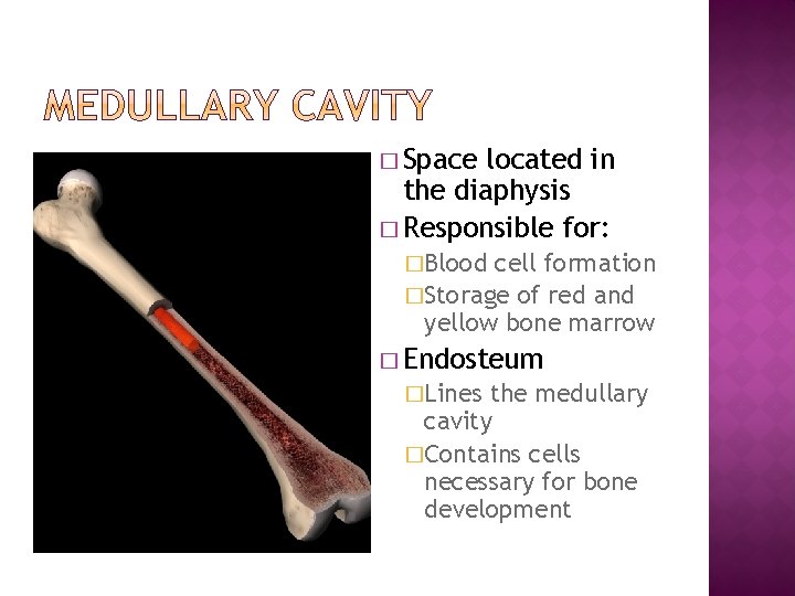 � Space located in the diaphysis � Responsible for: �Blood cell formation �Storage of