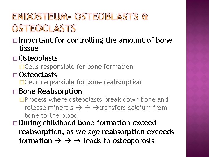 � Important for controlling the amount of bone tissue � Osteoblasts �Cells responsible for
