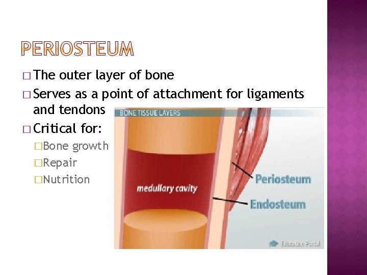 � The outer layer of bone � Serves as a point of attachment for