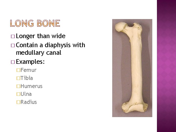 � Longer than wide � Contain a diaphysis with medullary canal � Examples: �Femur