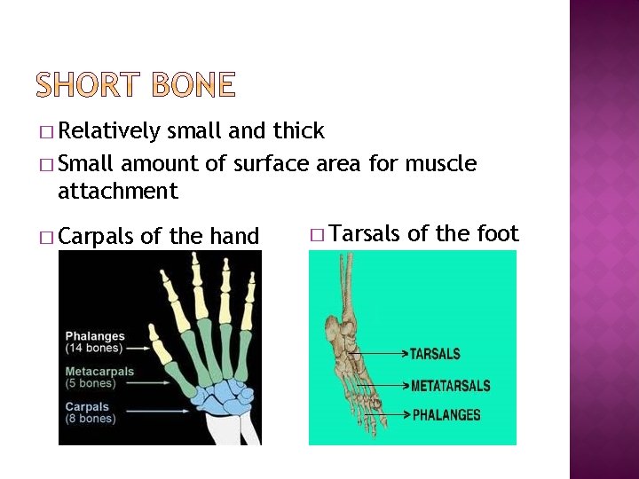 � Relatively small and thick � Small amount of surface area for muscle attachment